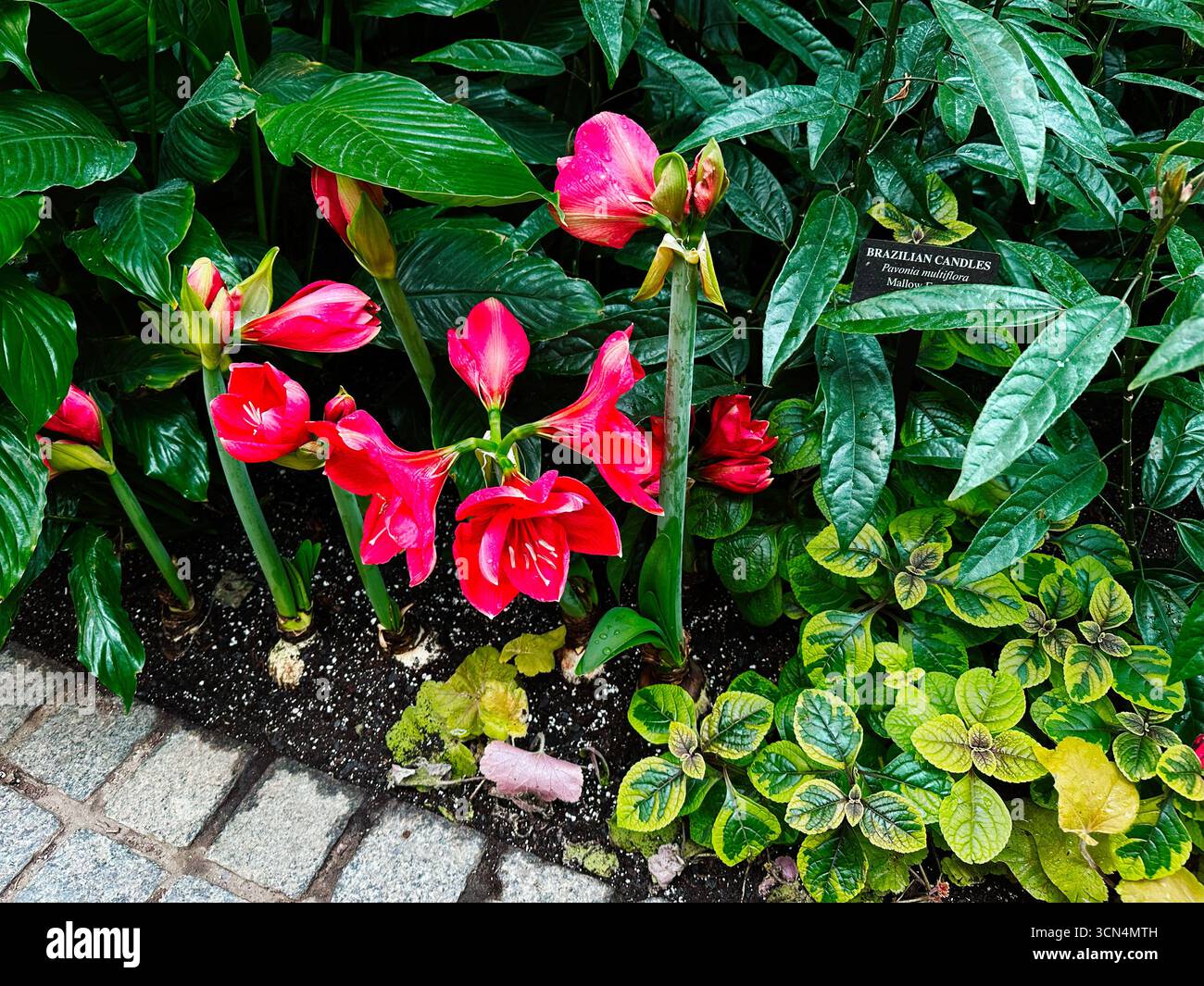 Kennett Square, Pennsylvania, USA - 15. April 2025: Leuchtend rote Blumen umgeben von üppig grünem Laub in einem botanischen Wintergarten Stockfoto