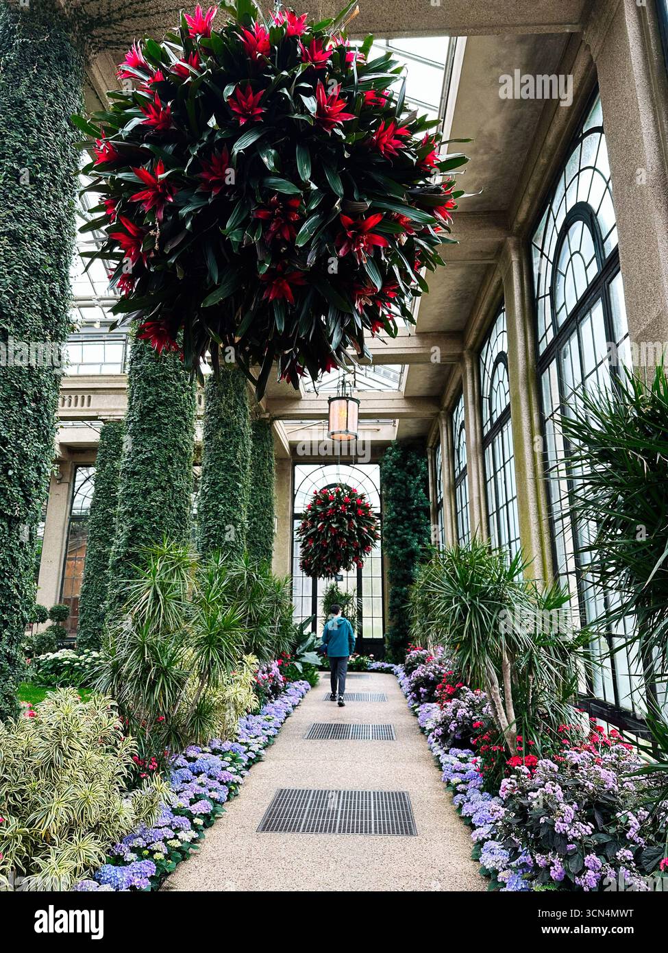 Kennett Square, Pennsylvania, USA - 15. April 2025: Wanderweg im Longwood Gardens Conservatory mit leuchtenden Blumen und hängendem Grün Stockfoto