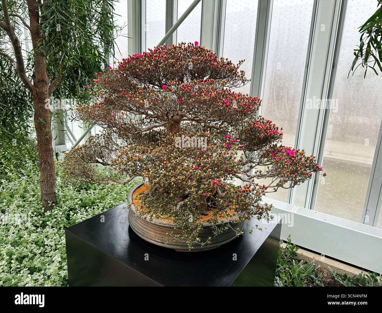Kennett Square, Pennsylvania, USA - 15. April 2025: Ein lebhafter Bonsai-Baum mit leuchtend rosa Blüten in einem ruhigen Wintergarten. Stockfoto
