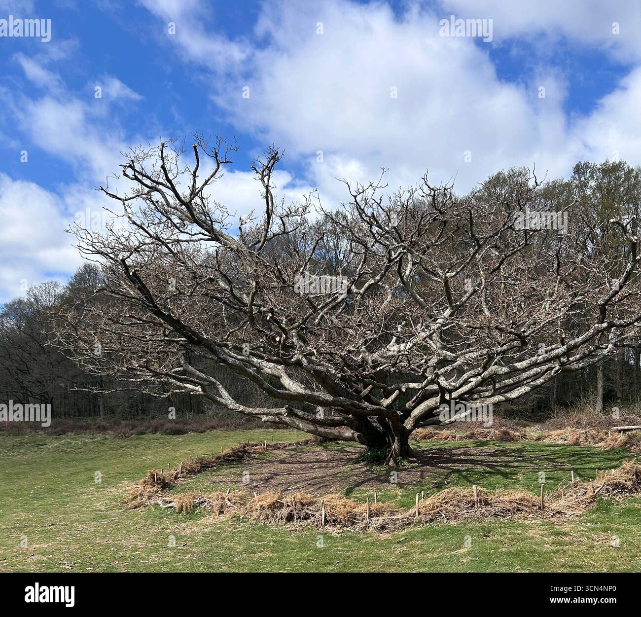 Sehr alter, großer toter Baum am Waldrand - Smartphone-aufgenommenes Stockfoto