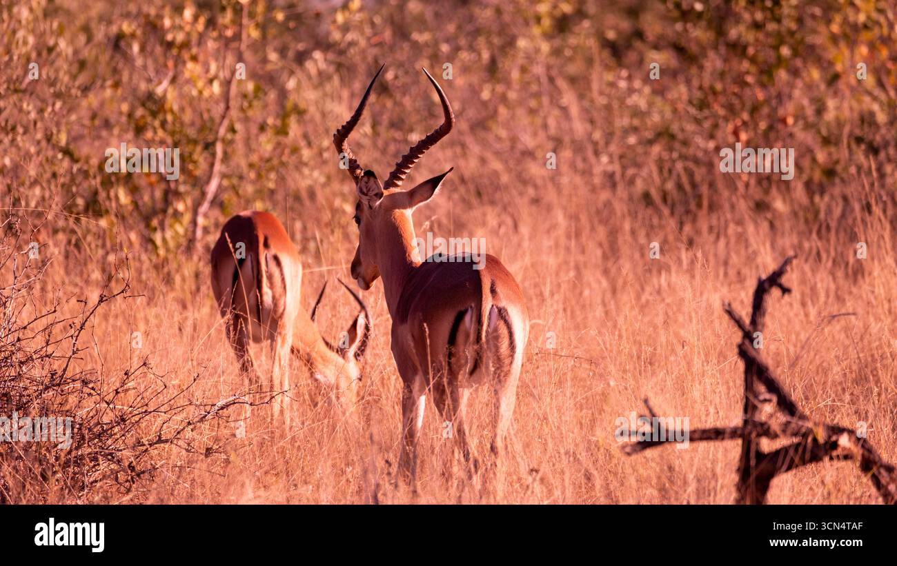Zwei Impalas, die im goldenen Savannengras grasen, ihre eleganten Hörner und anmutigen Formen verschmelzen in die warme afrikanische Wildnis. Stockfoto