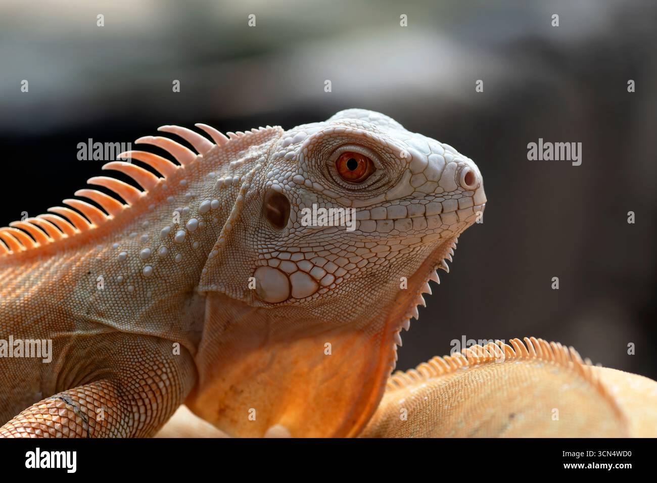 Schließen Sie einen Albino-Leguan an einem Baum Stockfoto