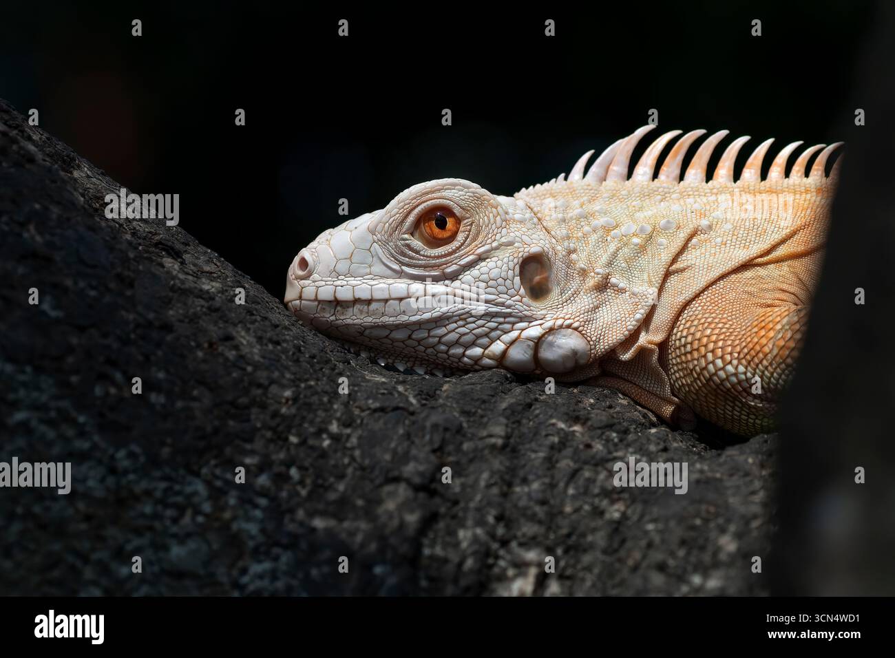 Schließen Sie einen Albino-Leguan an einem Baum Stockfoto