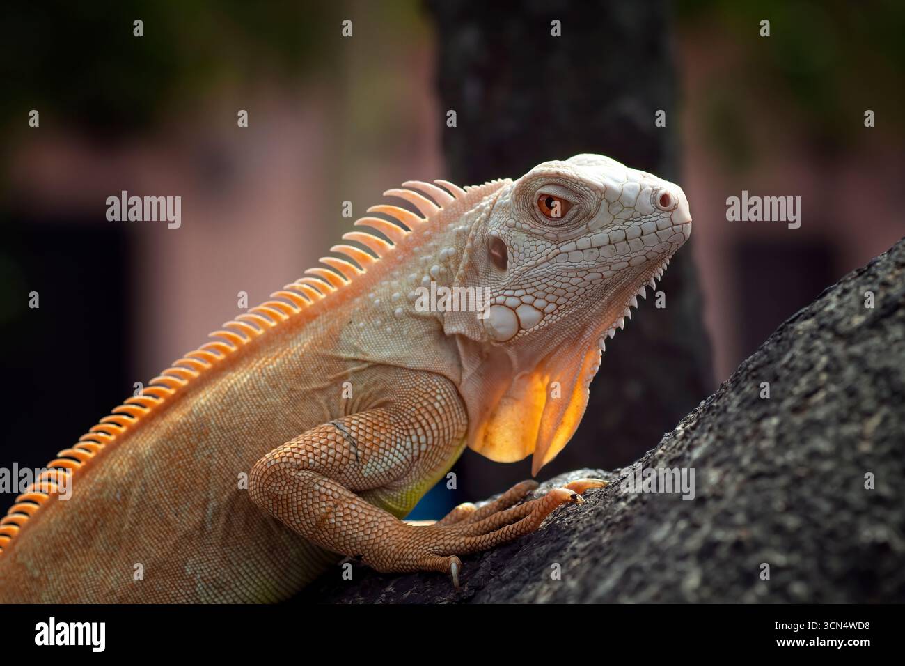 Schließen Sie einen Albino-Leguan an einem Baum Stockfoto