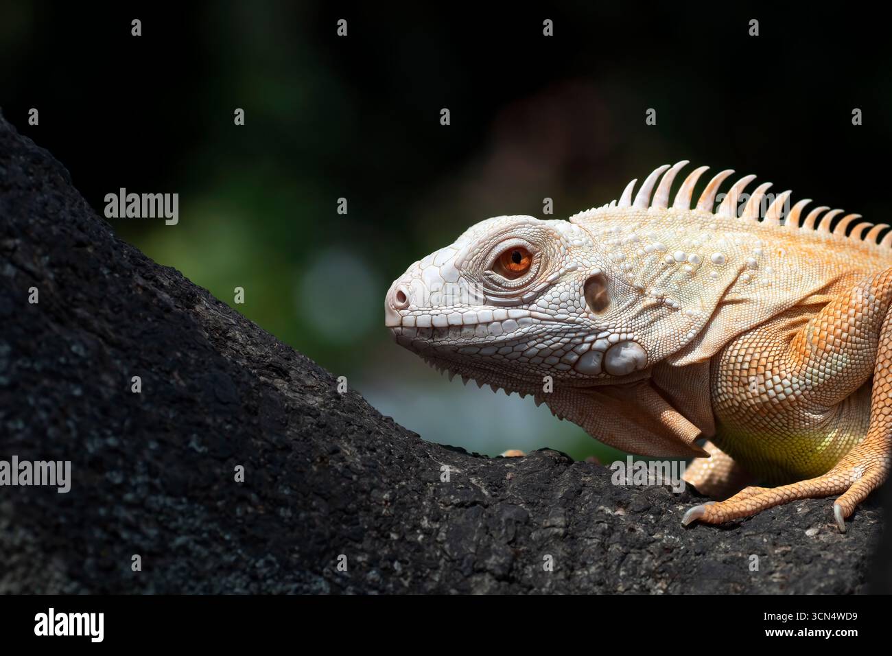 Schließen Sie einen Albino-Leguan an einem Baum Stockfoto