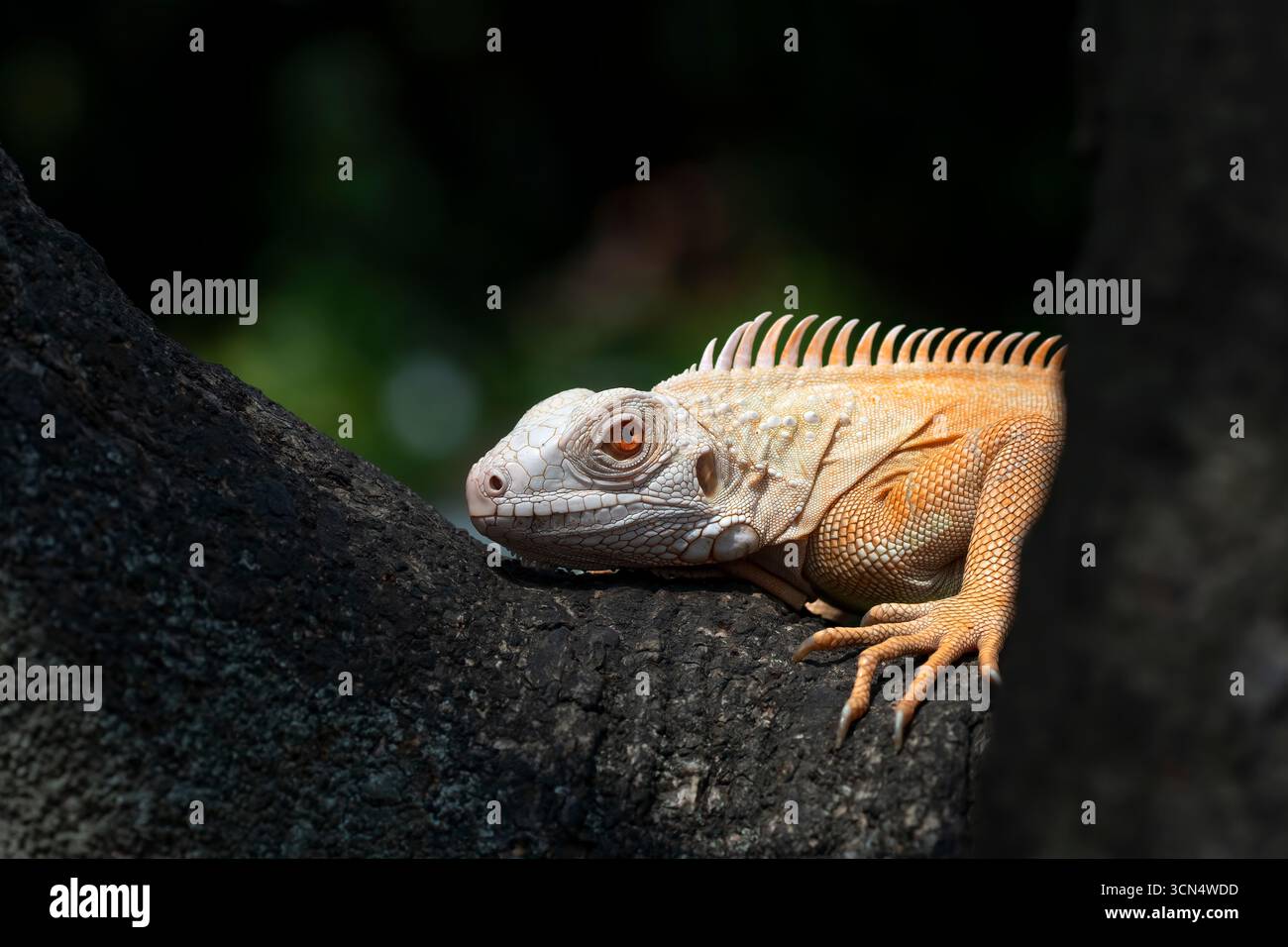 Schließen Sie einen Albino-Leguan an einem Baum Stockfoto
