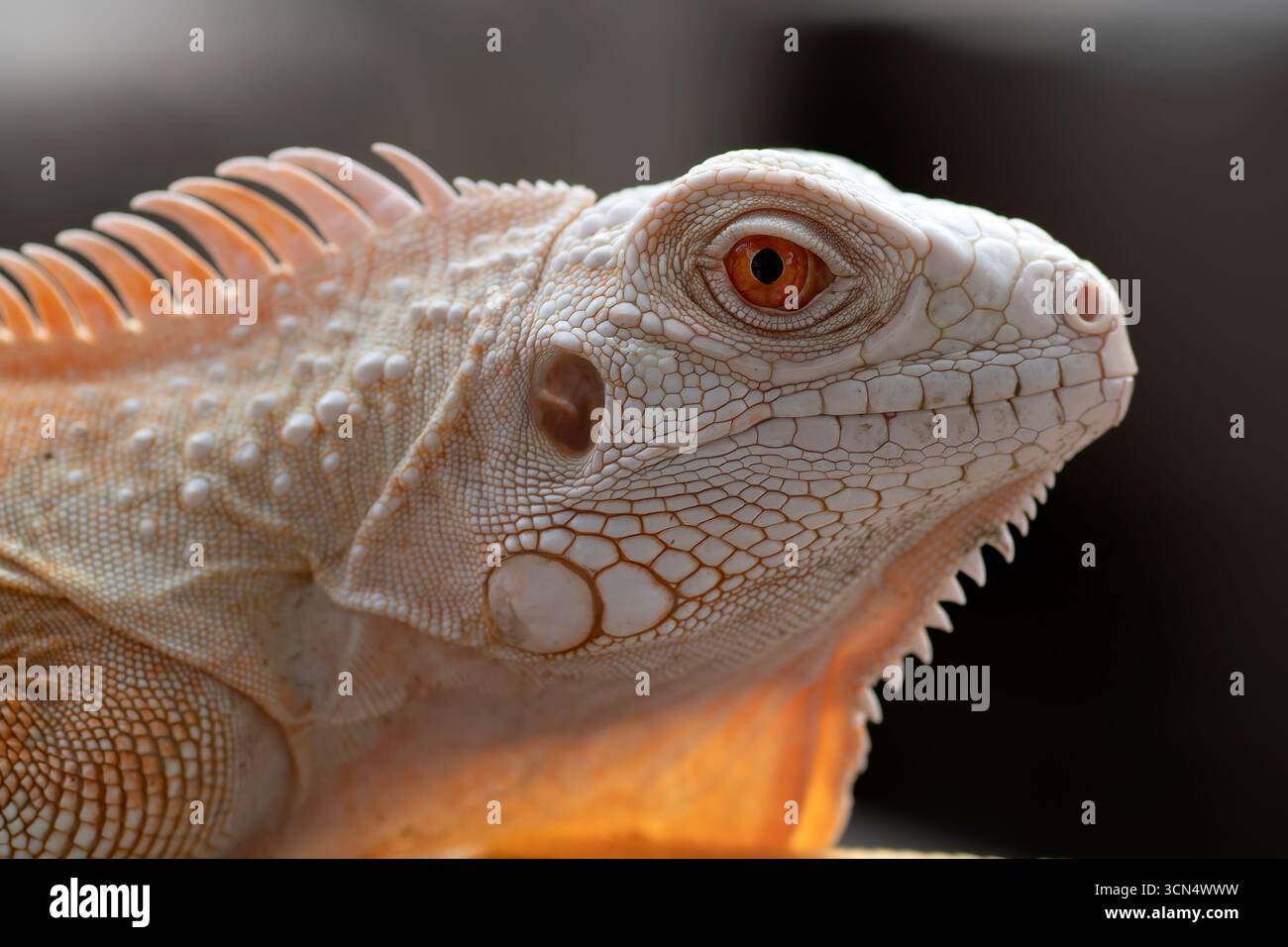 Schließen Sie einen Albino-Leguan an einem Baum Stockfoto