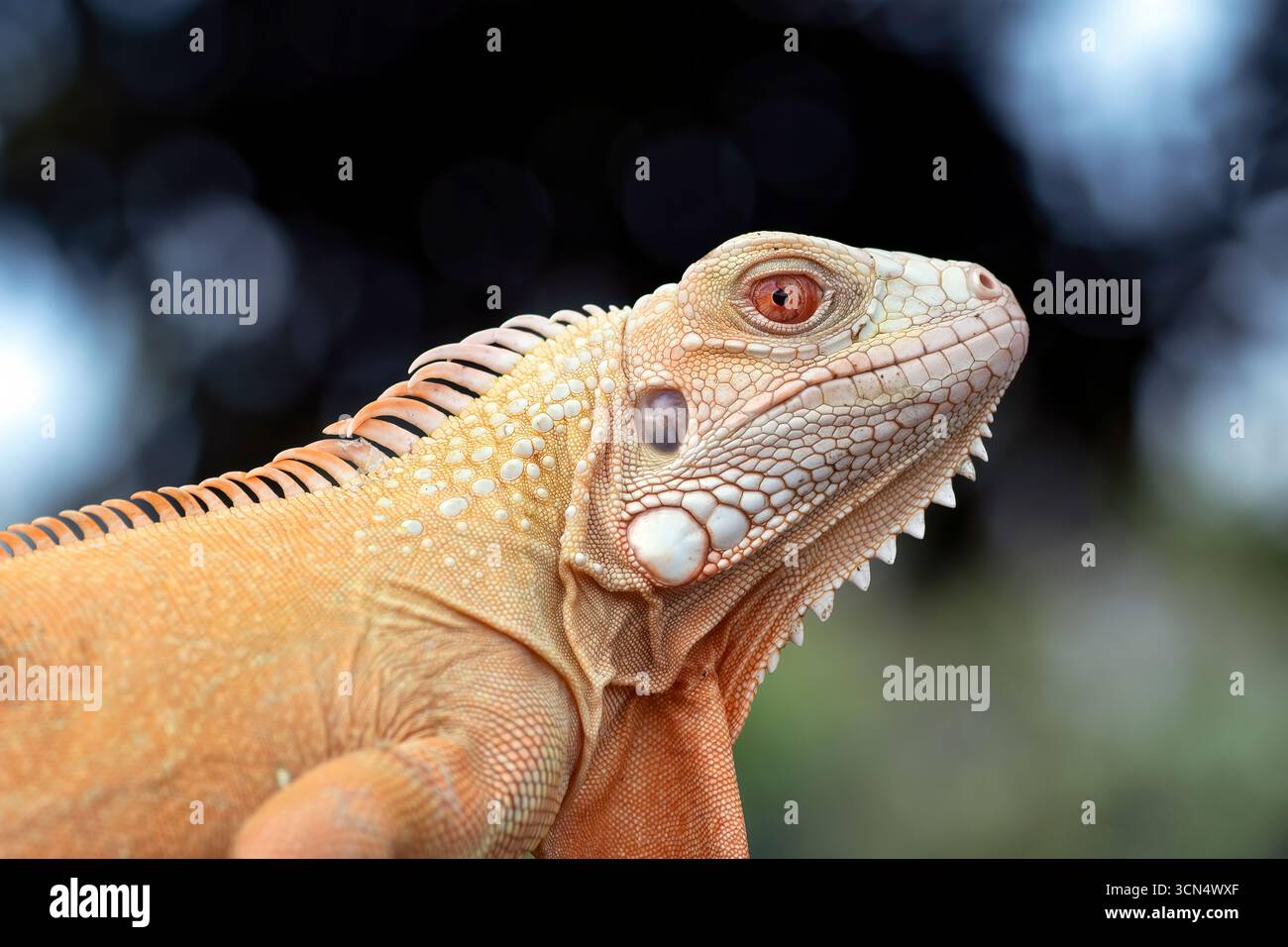 Schließen Sie einen Albino-Leguan an einem Baum Stockfoto