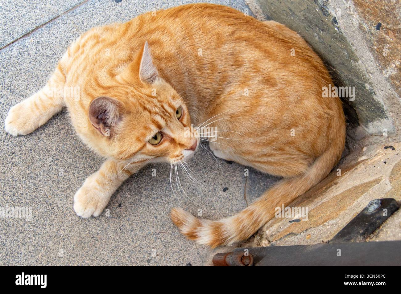 Hohe Blickwinkelansicht einer rotbraunen getigerten Katze, die draußen auf einem Steinpflaster ruht. Stockfoto
