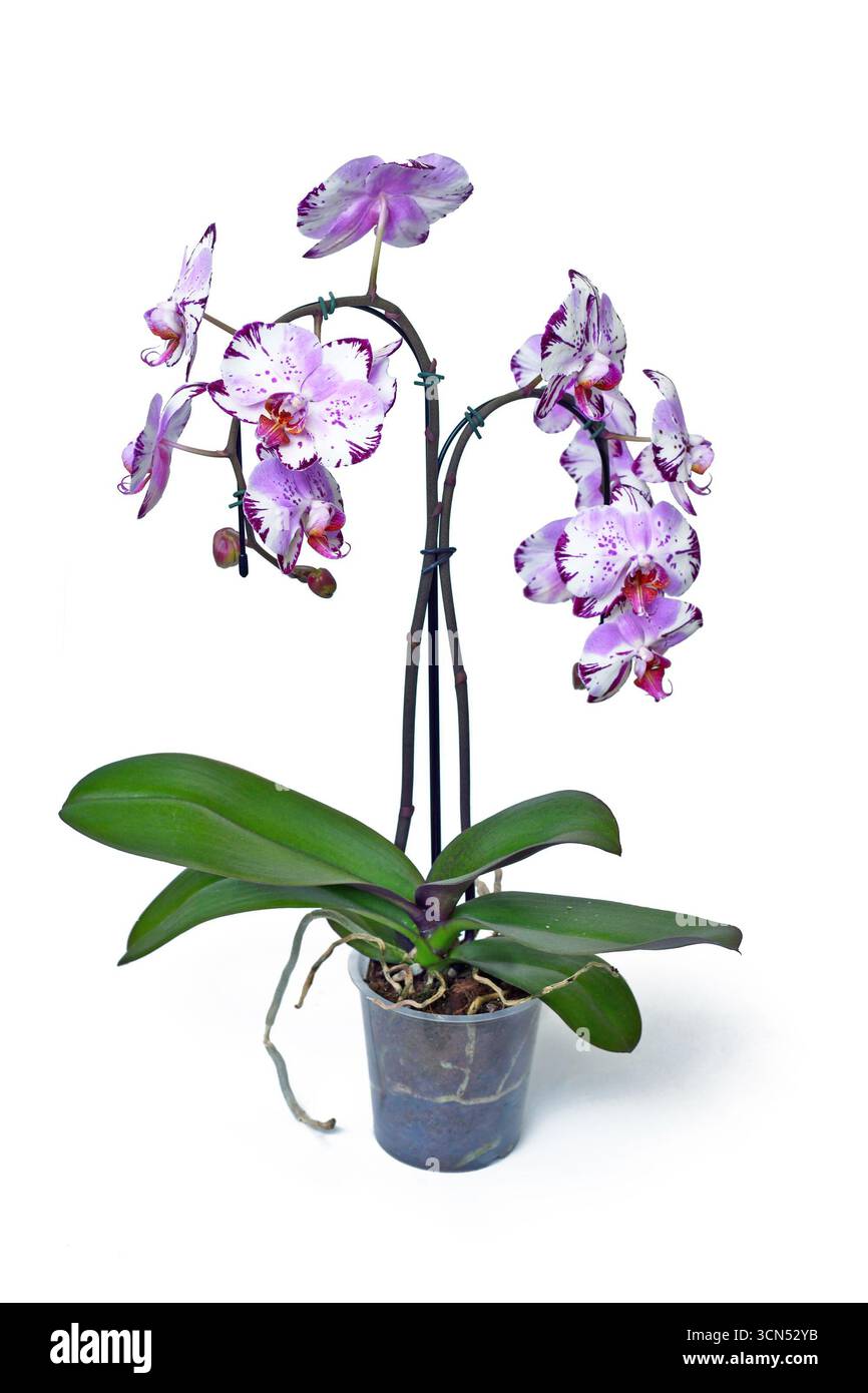 Orchideenpflanze „Phalaenopsis Magic Art“ mit zwei farbigen lila und weißen Blüten in transparentem Blumentopf auf weißem Hintergrund Stockfoto