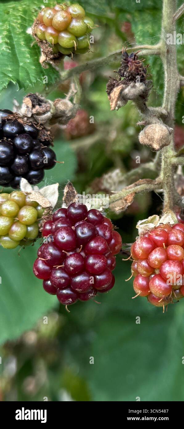Detail der Reifen Brombeeren an der Pflanze, von grün bis dunkelviolett. Stockfoto