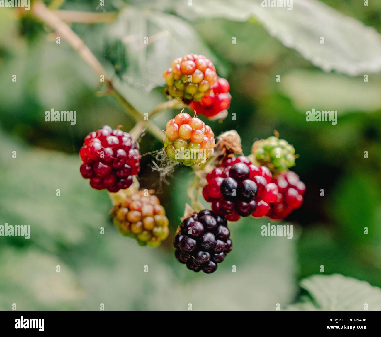 Brombeeren in verschiedenen Reifestadien an einem Brombeerstrauch Stockfoto