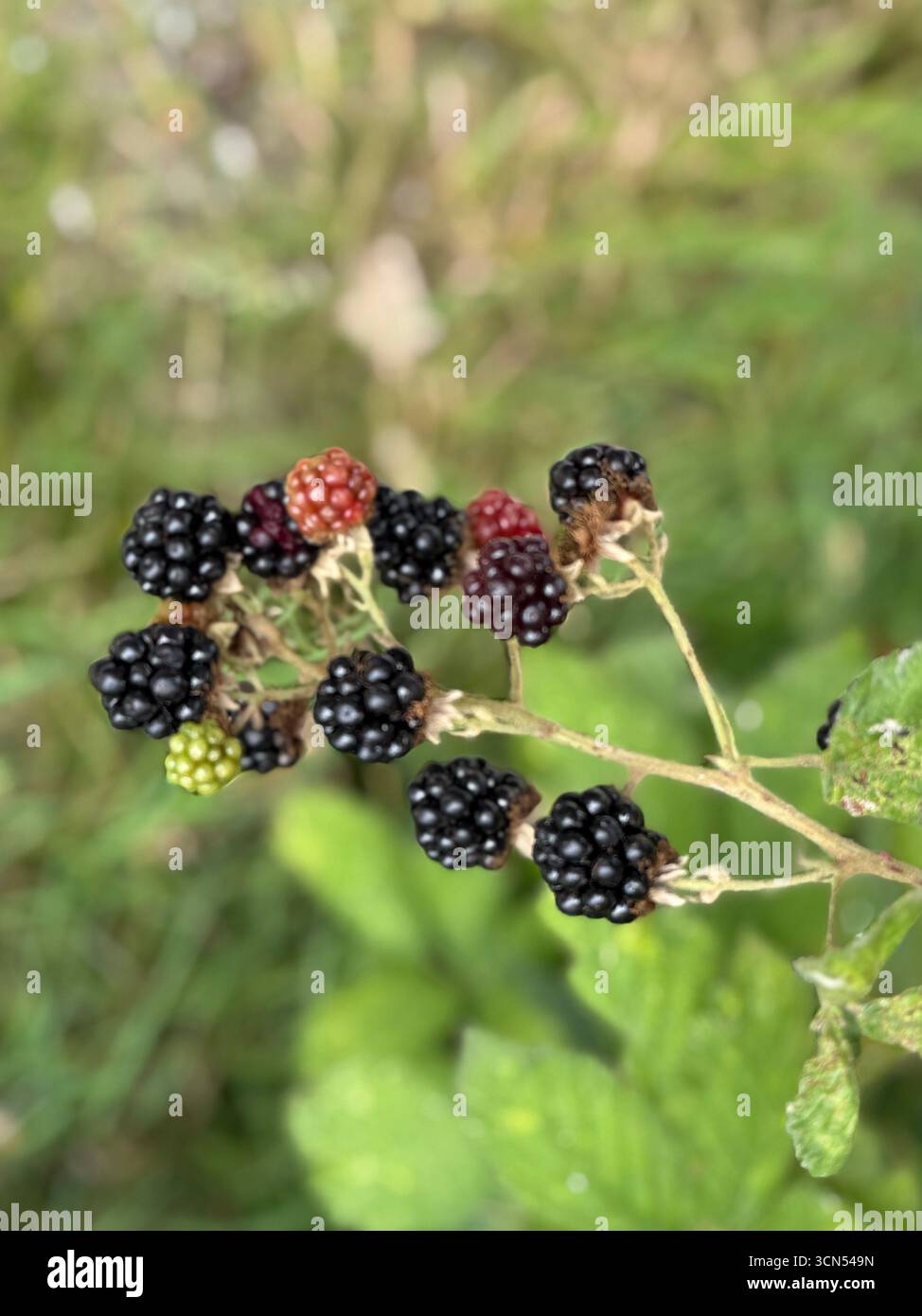 Nahaufnahme der wilden brombeerfrucht im Sommer Stockfoto