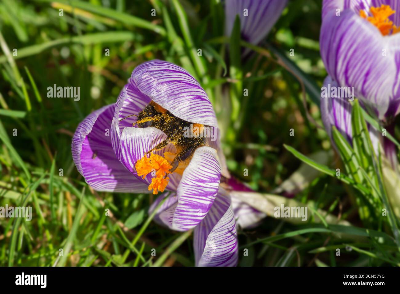 Hummel bedeckt mit Pollen in einer Krokusblüte im Februar. Nahrung für früh aufstrebende Bestäuber. Stockfoto