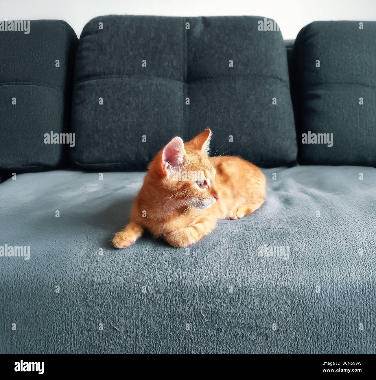 Kleine Ingwerkätzchen sitzen auf dem grauen Sofa und schauen zur Seite. Foto für Tierkliniken oder Tierhandlungen. Gemütlichkeit mit Tieren zu Hause Konzept. Stockfoto