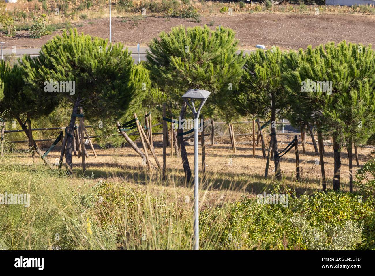 Reihe von unterstützten Kiefern, die in einem Park in der Nähe einer Straße mit trockenem Gras wachsen Stockfoto