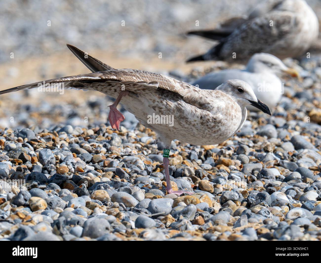 Eine erste Winter-Kaspische Möwe, Larus Cachinnans und Hering Gull, Larus argentatus in Cromer, Norfolk, Großbritannien. Stockfoto