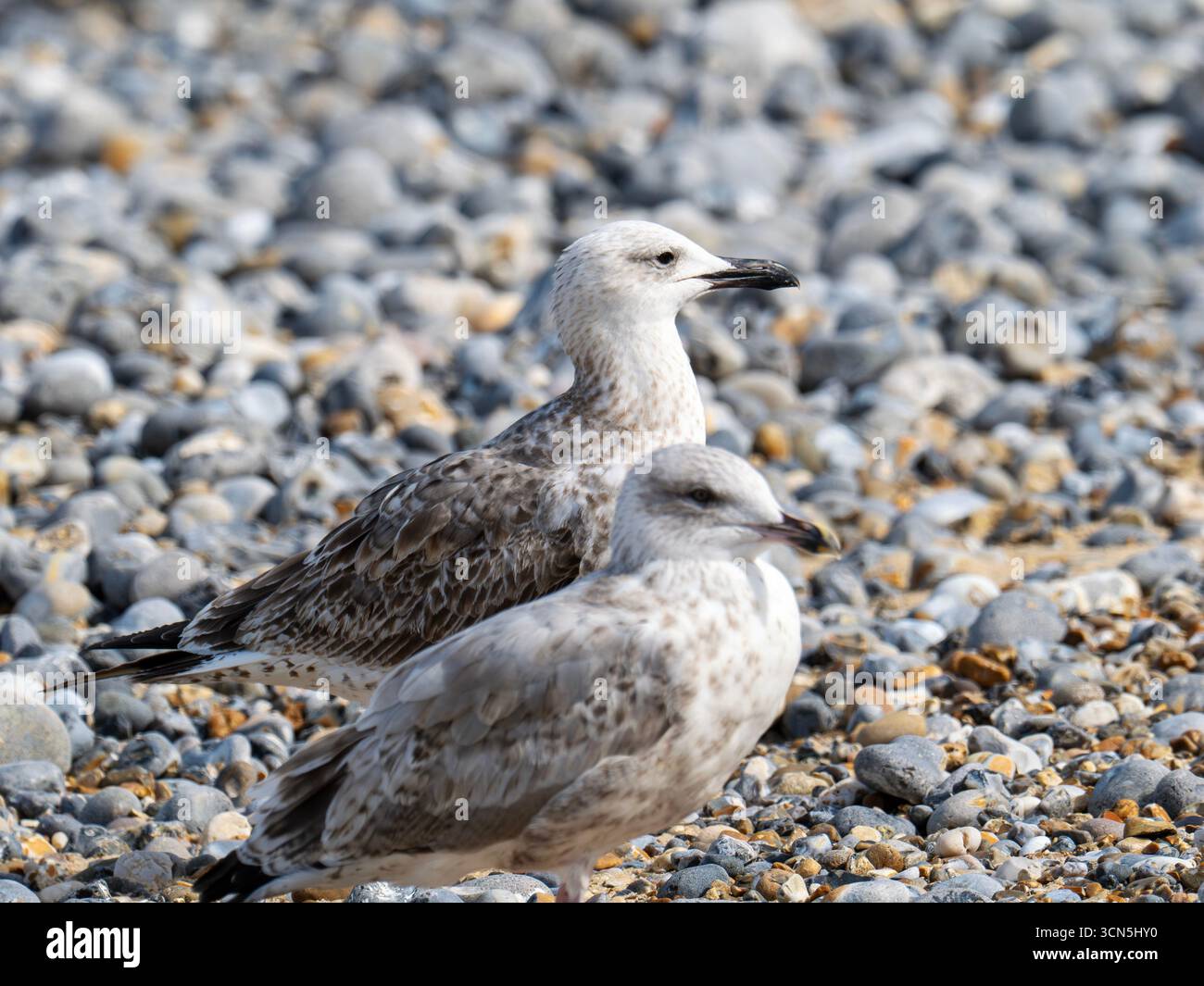 Eine erste Winter-Kaspische Möwe, Larus Cachinnans, in Cromer, Norfolk, Großbritannien. Stockfoto