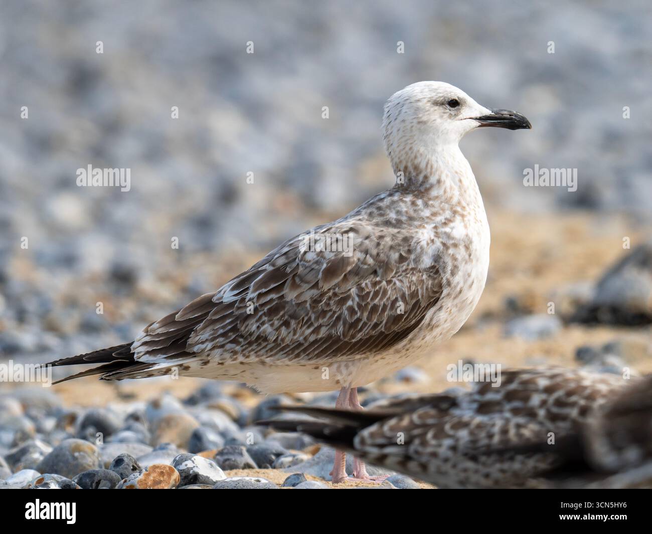 Eine erste Winter-Kaspische Möwe, Larus Cachinnans, in Cromer, Norfolk, Großbritannien. Stockfoto