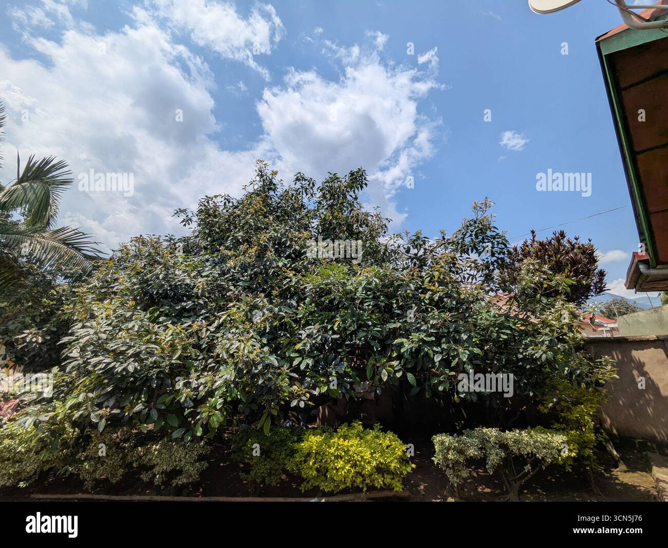 Avocadobaum im üppigen Garten unter dem blauen Himmel - Smartphone-aufgenommenes Stockfoto