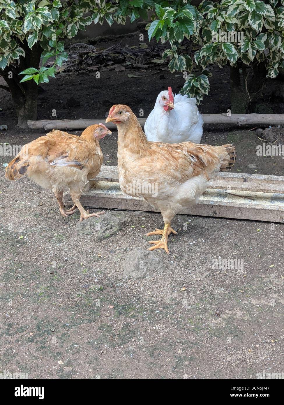 Drei Hühner, zwei braune und ein weißes, sammeln sich in einer rustikalen Umgebung im Freien neben Holzplanken unter grünem Laub. - Smartphone-aufgenommenes Stockfoto