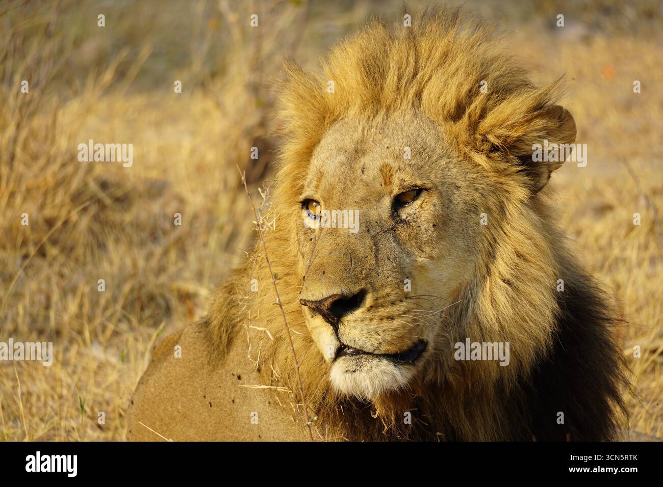 Ein männlicher Löwe, der in die Wildnis starrt Stockfoto