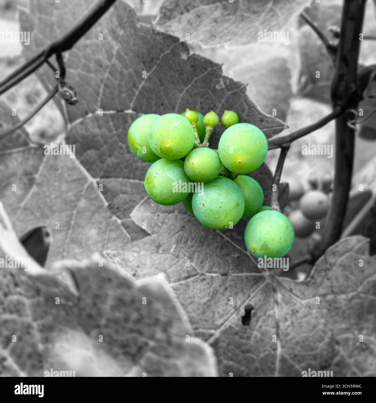 Grüne Beeren mit Farbeffekt Stockfoto