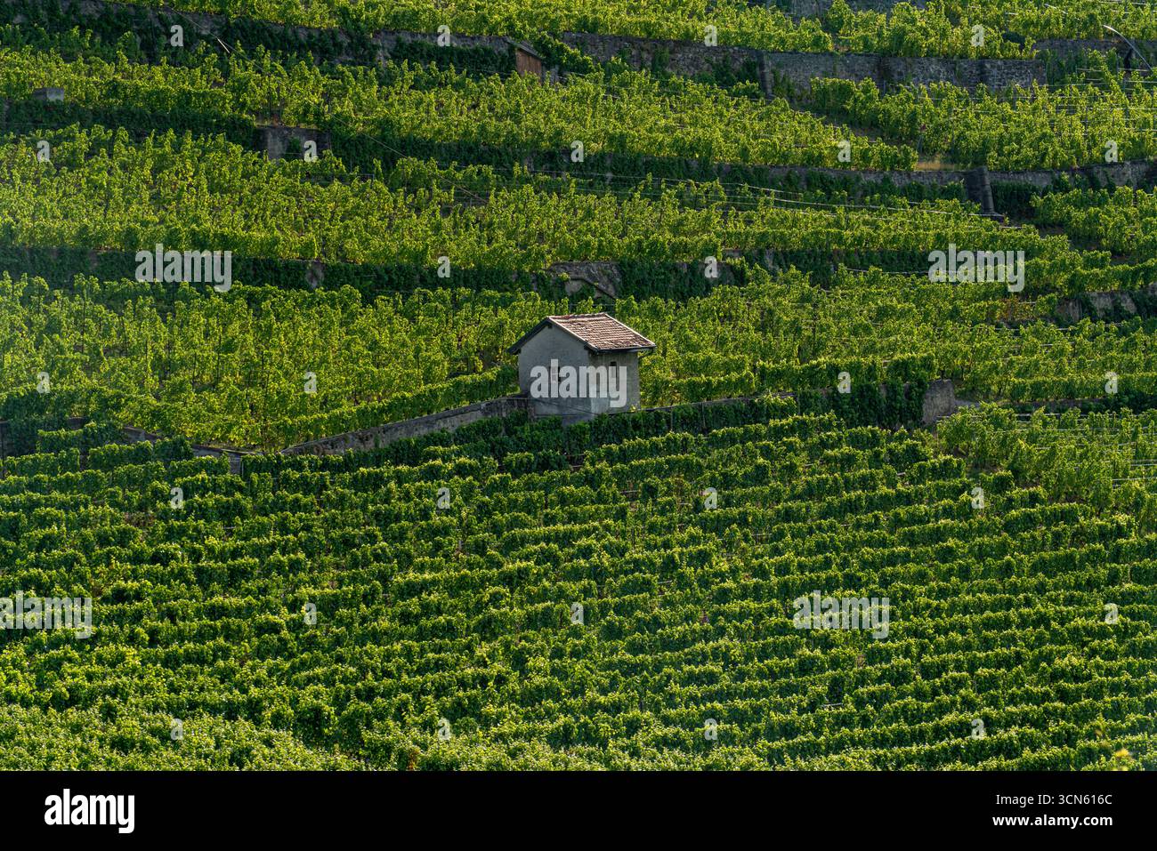 Blick aus der Vogelperspektive auf ein charmantes Steinhaus inmitten der smaragdgrünen Weinberge, das eine malerische Szene ländlicher Ruhe schafft, Puidoux, Waadt, Schweiz. Stockfoto
