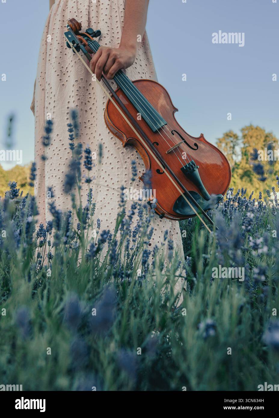 Die Altvioline in junger Frauenhand, die in blühendem Lavendelfeld läuft. Stockfoto