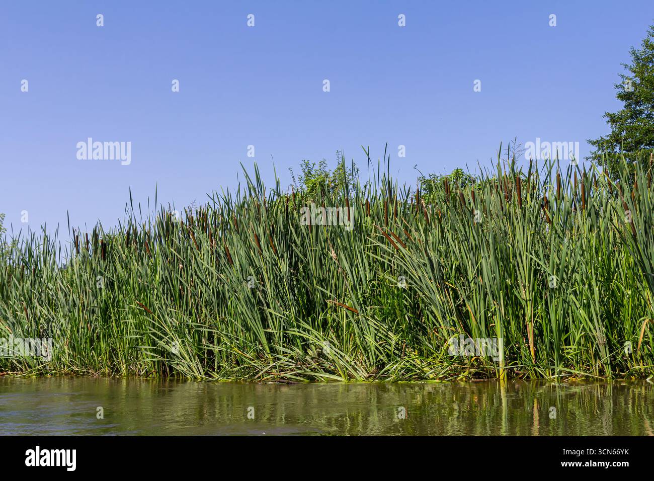 Die breitblättrige Fledermaus Typha latifolia bevorzugt sumpfige Lebensräume, besiedelt oft die Ufer von Teichen. Stockfoto