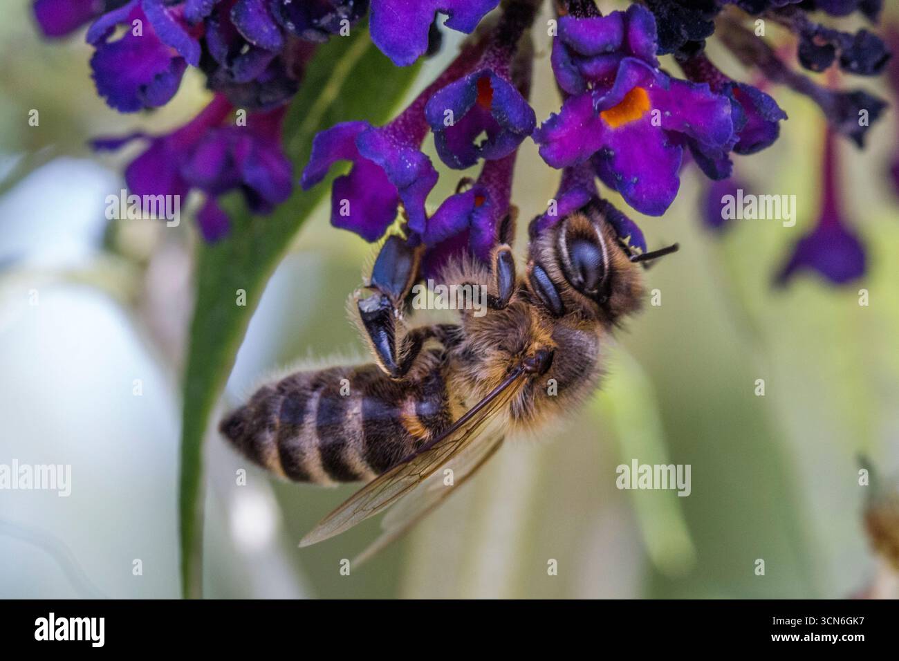 Frankreich - Toulouse - Europäische Honigbiene (APIs mellifera) - Futtermittel, die unter Schmetterlingsstrauchröschen hängen, Pollen stauben Flügel und Haare Stockfoto