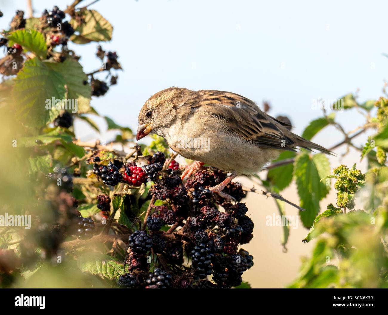 Ein Haussperling, Passr domesticus, der sich an Brombeeren in Cley Next the Sea, Norfolk, Großbritannien ernährt. Stockfoto