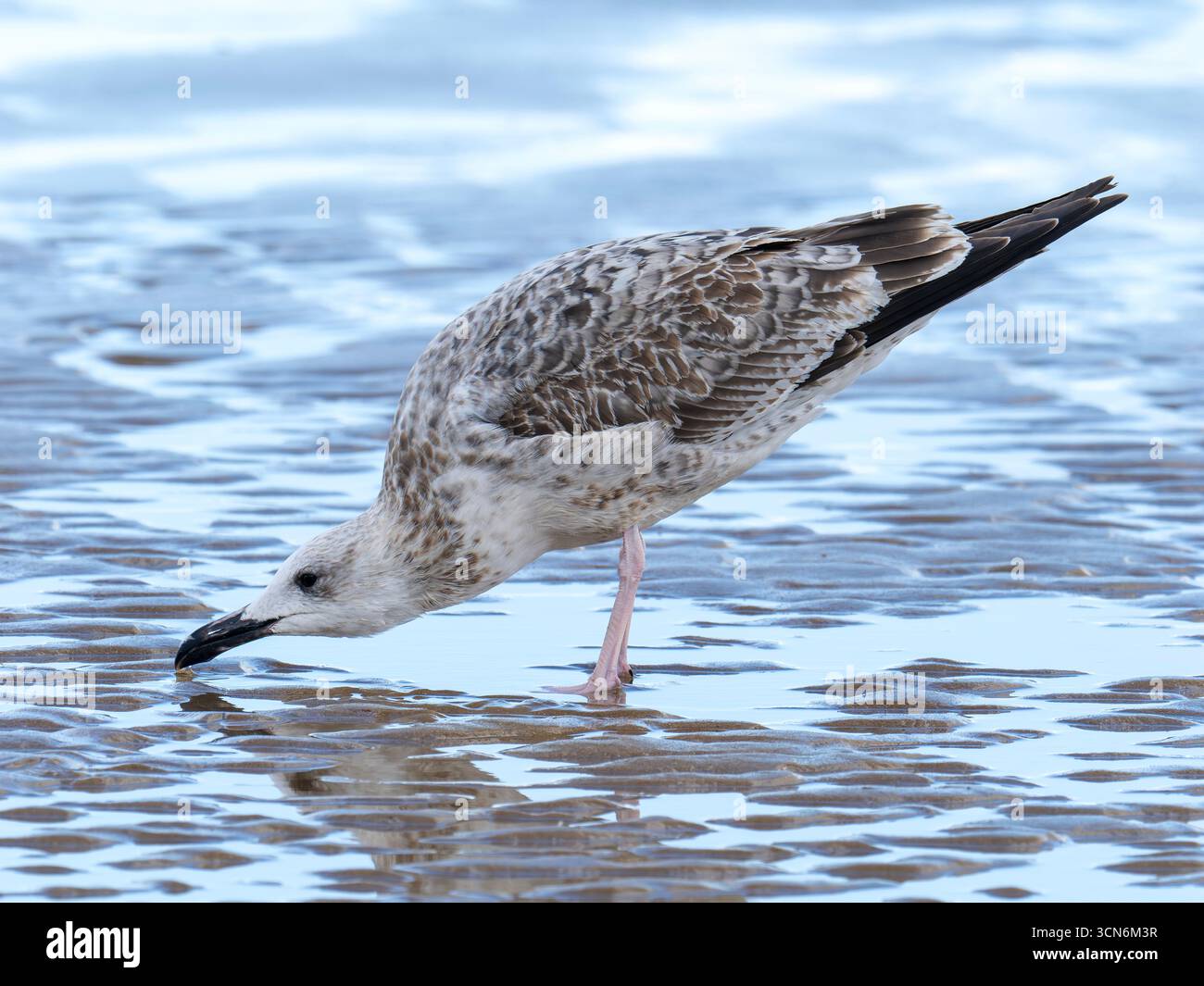 Eine erste kaspische Möwe im Winter, Larus Cachinnans in Cromer, Norfolk, Großbritannien. Stockfoto