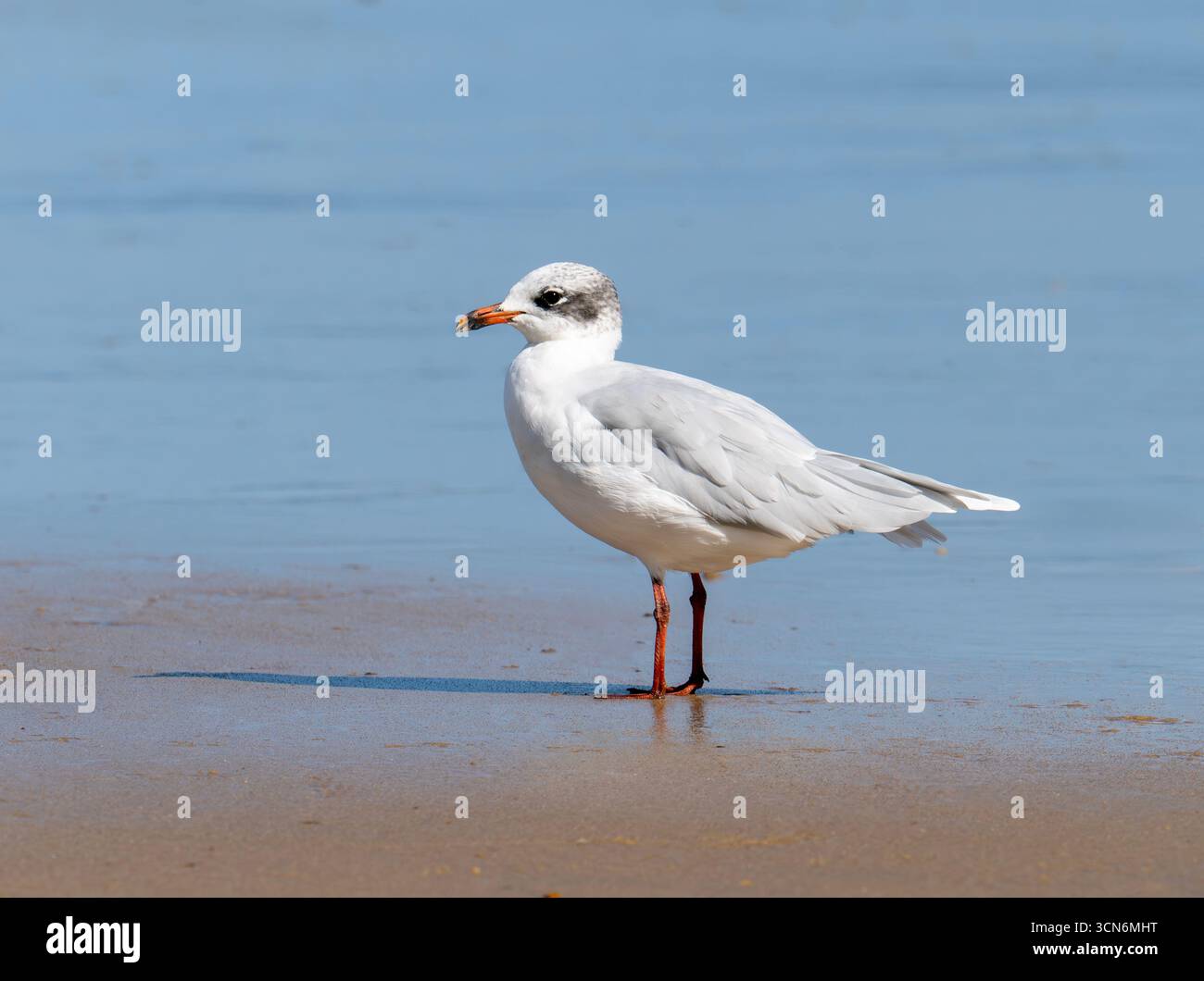 Eine mediterrane Möwe, Ichthyaetus melanocephalus in Cromer, Norfolk, Großbritannien. Stockfoto