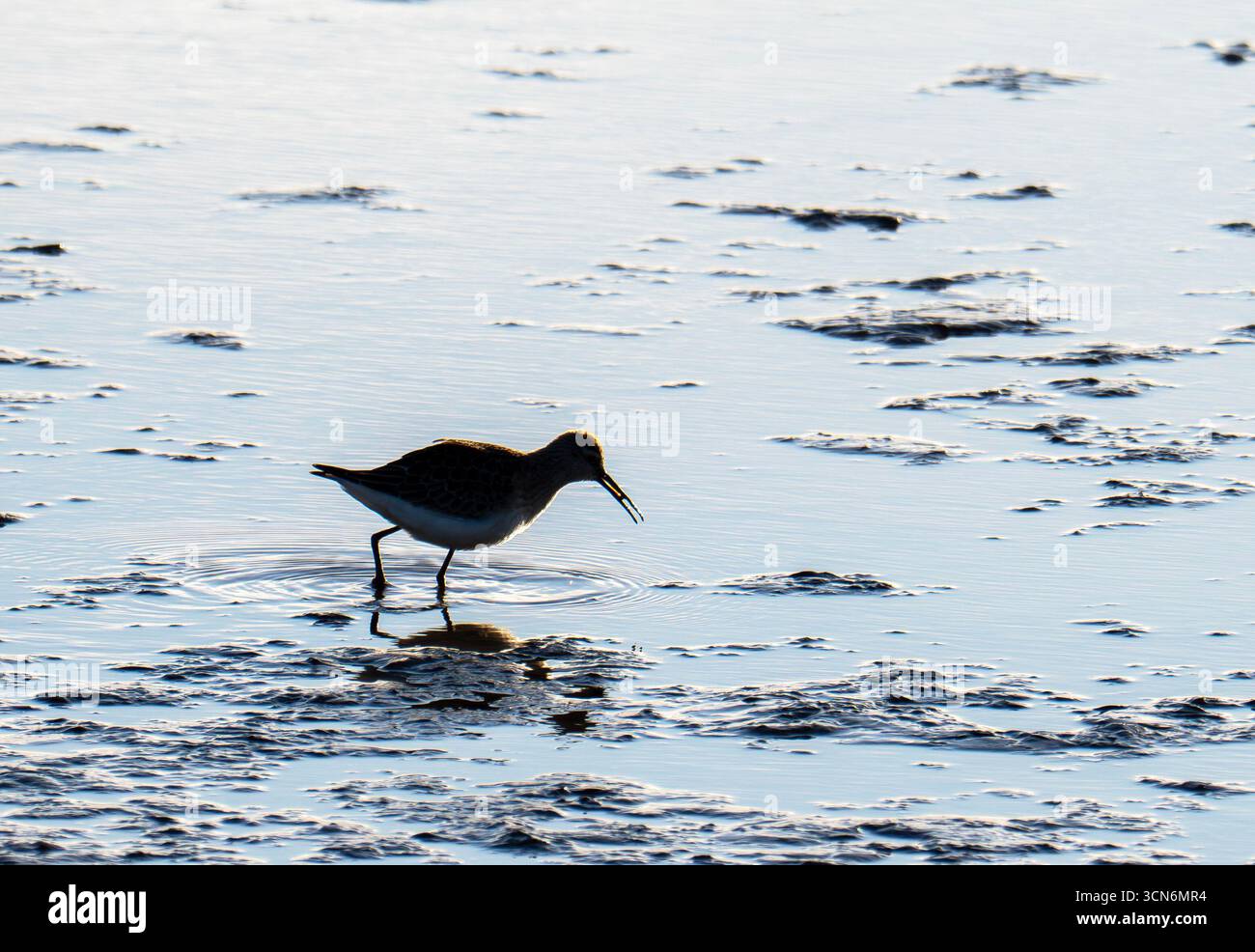 Curlew Sandpiper, Calidris ferruginea in Titchwell, norfolk, Großbritannien. Stockfoto
