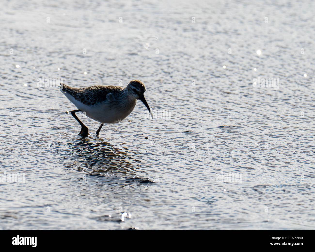 Curlew Sandpiper; Calidris ferruginea in Titchwell, norfolk, Großbritannien. Stockfoto