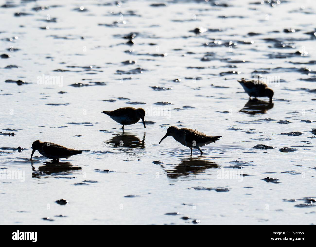Curlew Sandpiper; Calidris ferruginea in Titchwell, norfolk, Großbritannien. Stockfoto