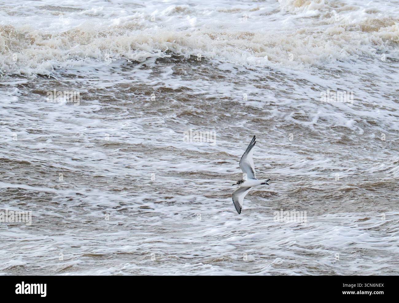 Ein junger Sabines Gull, Xema sabini, der unter stürmischen Bedingungen an Blackpool, Lancashire, Großbritannien vorbeifliegt. Stockfoto