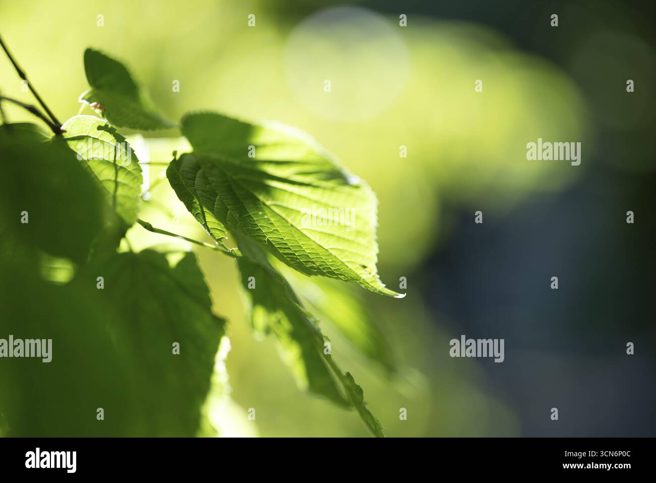 Blassgrünes Blatt einer Linde (Tilia) mit Lichtreflexen im Amosphärenlicht, Köln, Nordrhein-Westfalen, Deutschland Stockfoto