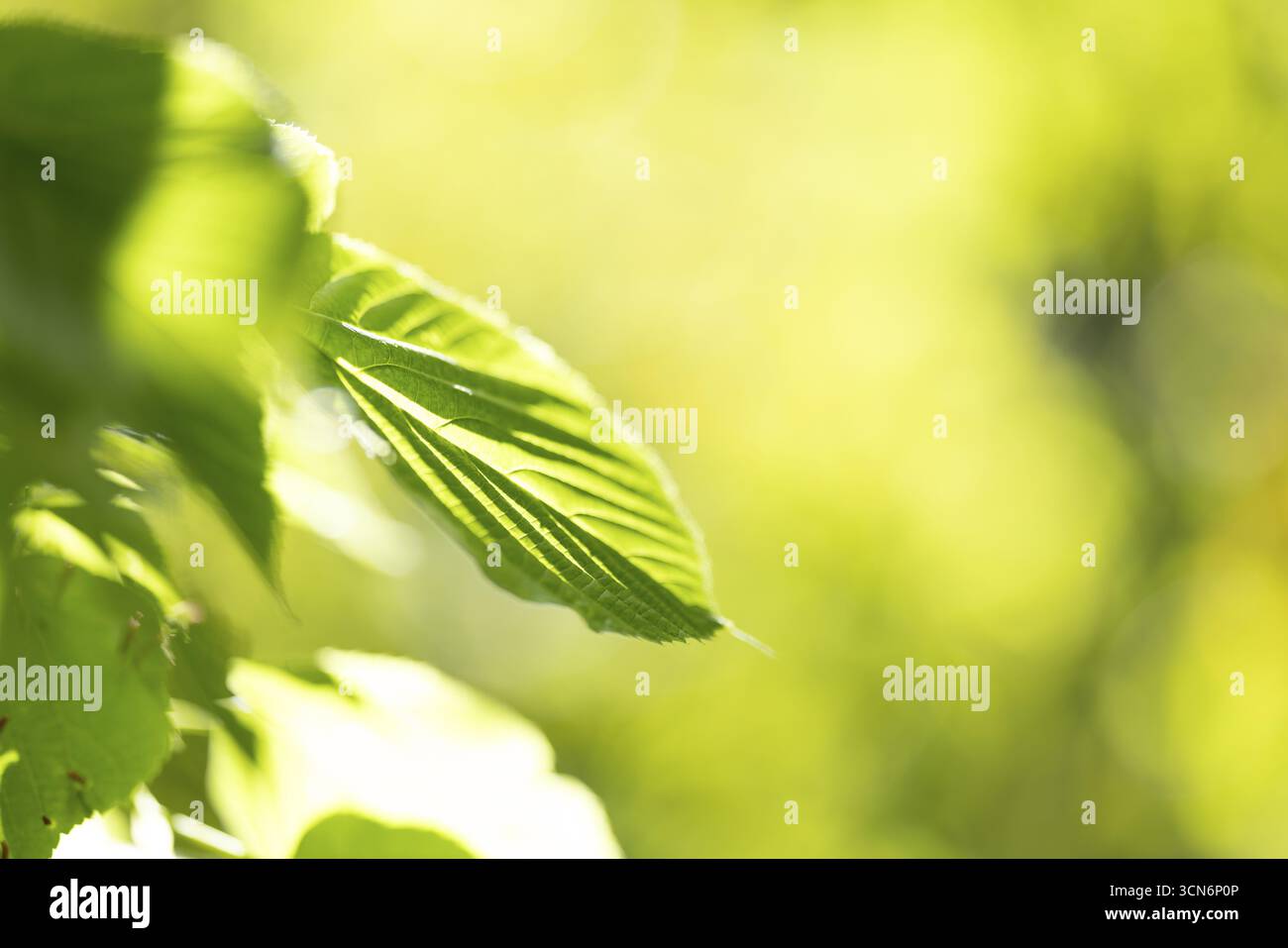 Blassgrünes Blatt einer Linde (Tilia) mit Lichtreflexen im Amosphärenlicht, Köln, Nordrhein-Westfalen, Deutschland Stockfoto