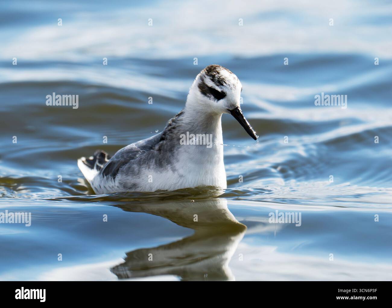 A Grey Phalarope, Phalaropus fulicarius am See Crosby, Merseyside, Großbritannien. Stockfoto