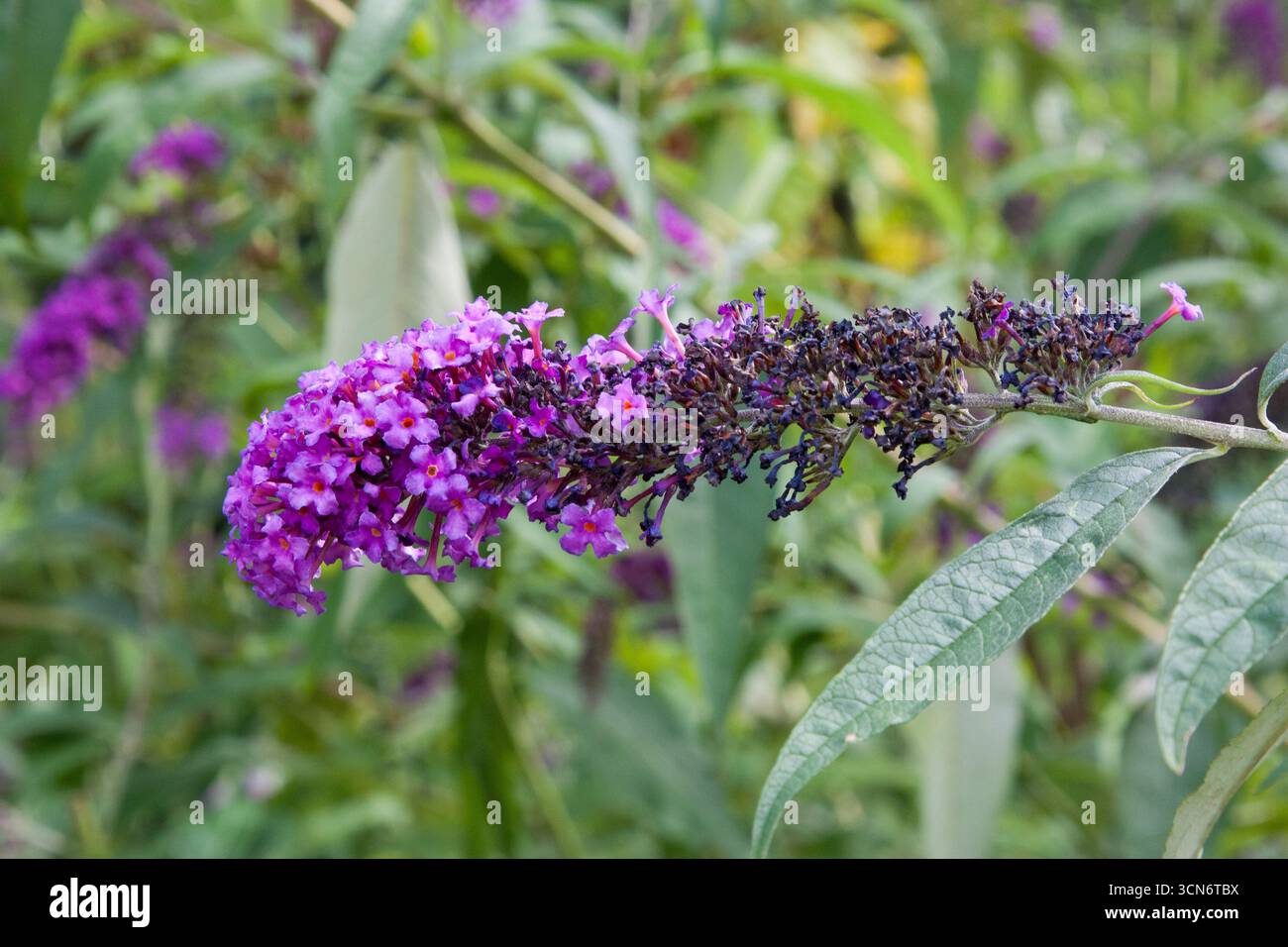 Violette Blume. Wunderschöne Buddleia-Blumen blühen im Sommergarten. Lange lila Buddleia Blume für Hintergrund, Post, Bildschirmschoner, Hintergrundbild, Pos. Stockfoto