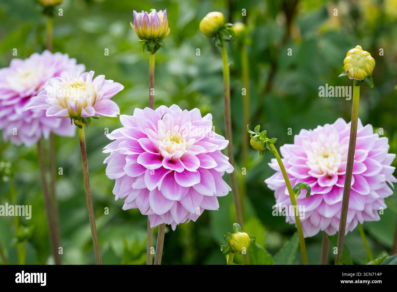 "Sweet Love" pinkfarbene dekorative Dahlien. Nahaufnahme der rosa dekorativen Dahlienblume "Sweet Love", die im Sommerlicht im Herrenpark gedreht wurde. Stockfoto