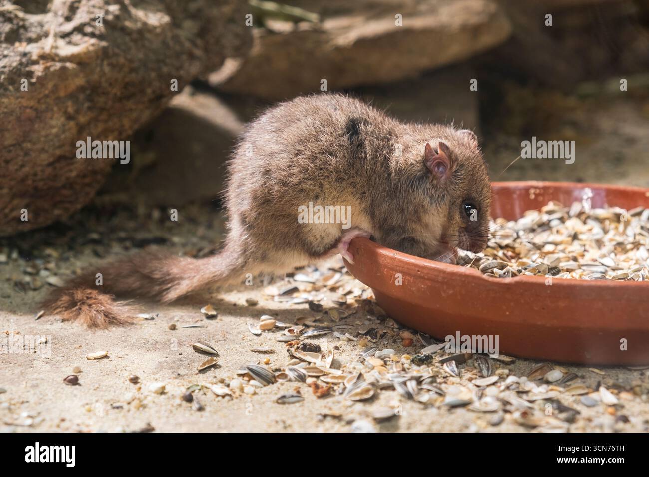 Eine braune Ratte Glis glis nagt in einem zoologischen Gehege an Nahrung Stockfoto