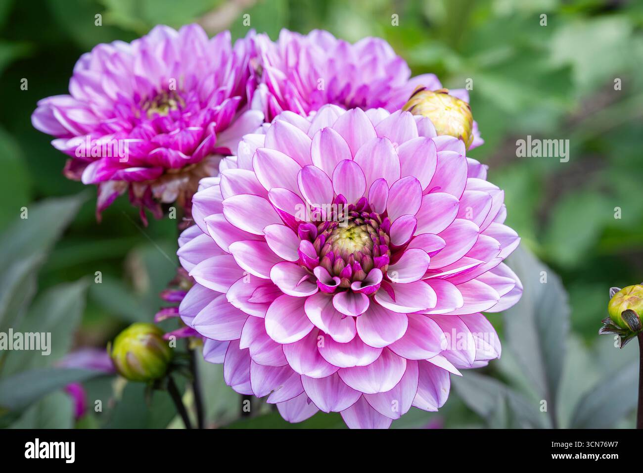 Rosa Lila Dahlien 'Azurit' Blüten in Blüte. Azurit Dahlia Blume im Garten. Stockfoto