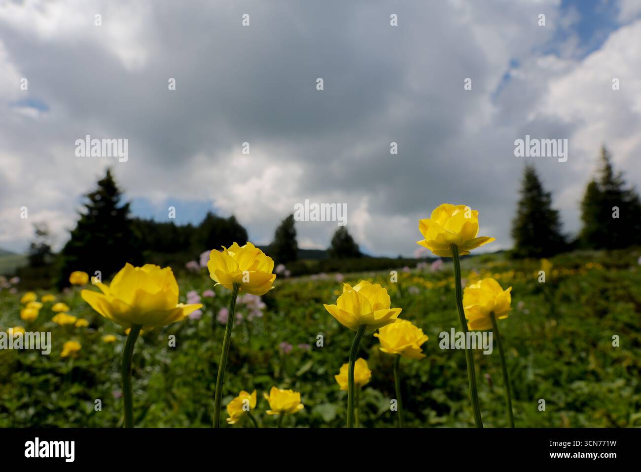Gelbe Tulpen im Vitosha-Gebirge, Sofia Bulgarien. Stockfoto