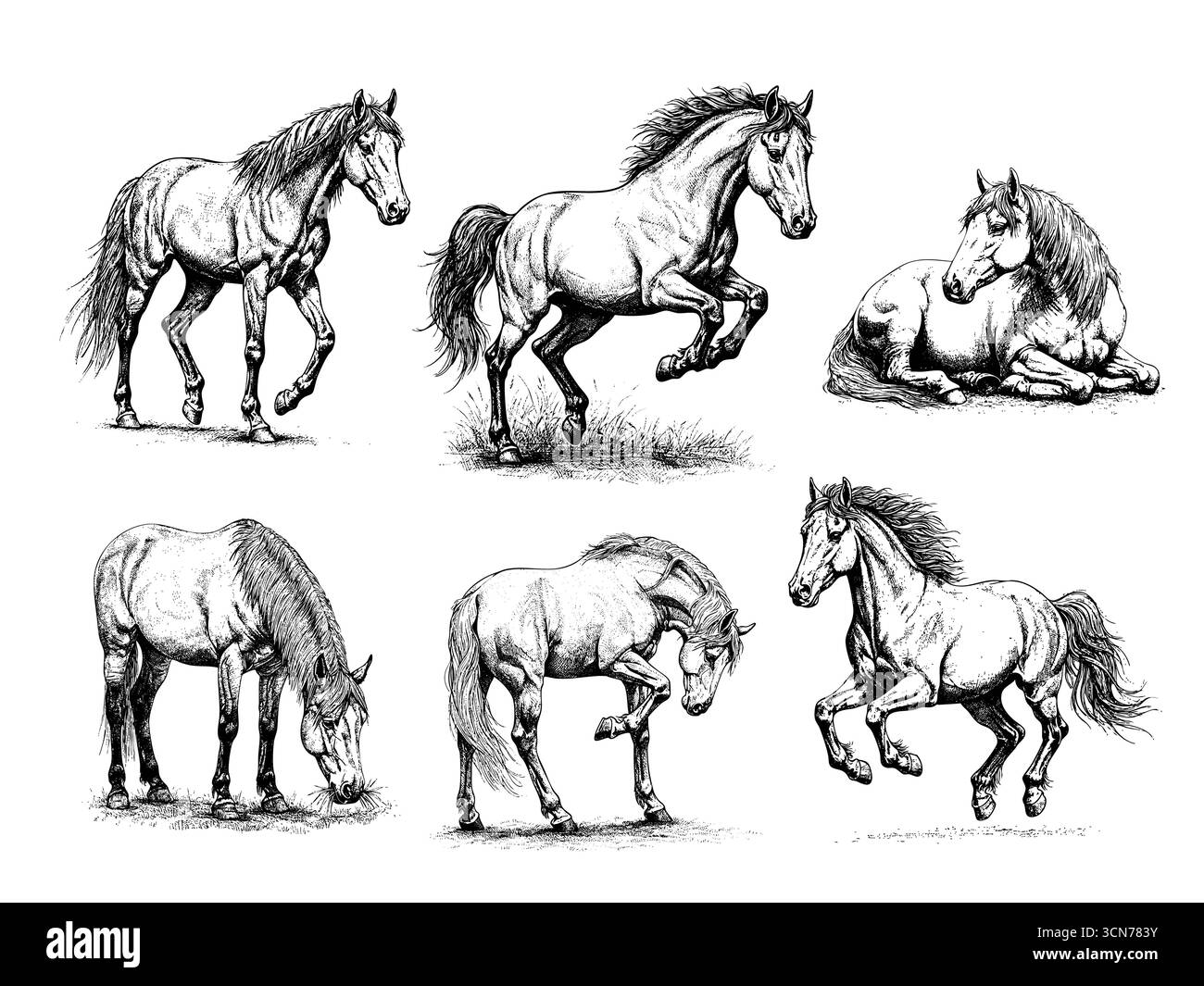 Vintage Gravur Illustration von Pferden in verschiedenen Posen, schwarz-weiß handgezeichnet Stil Stockfoto