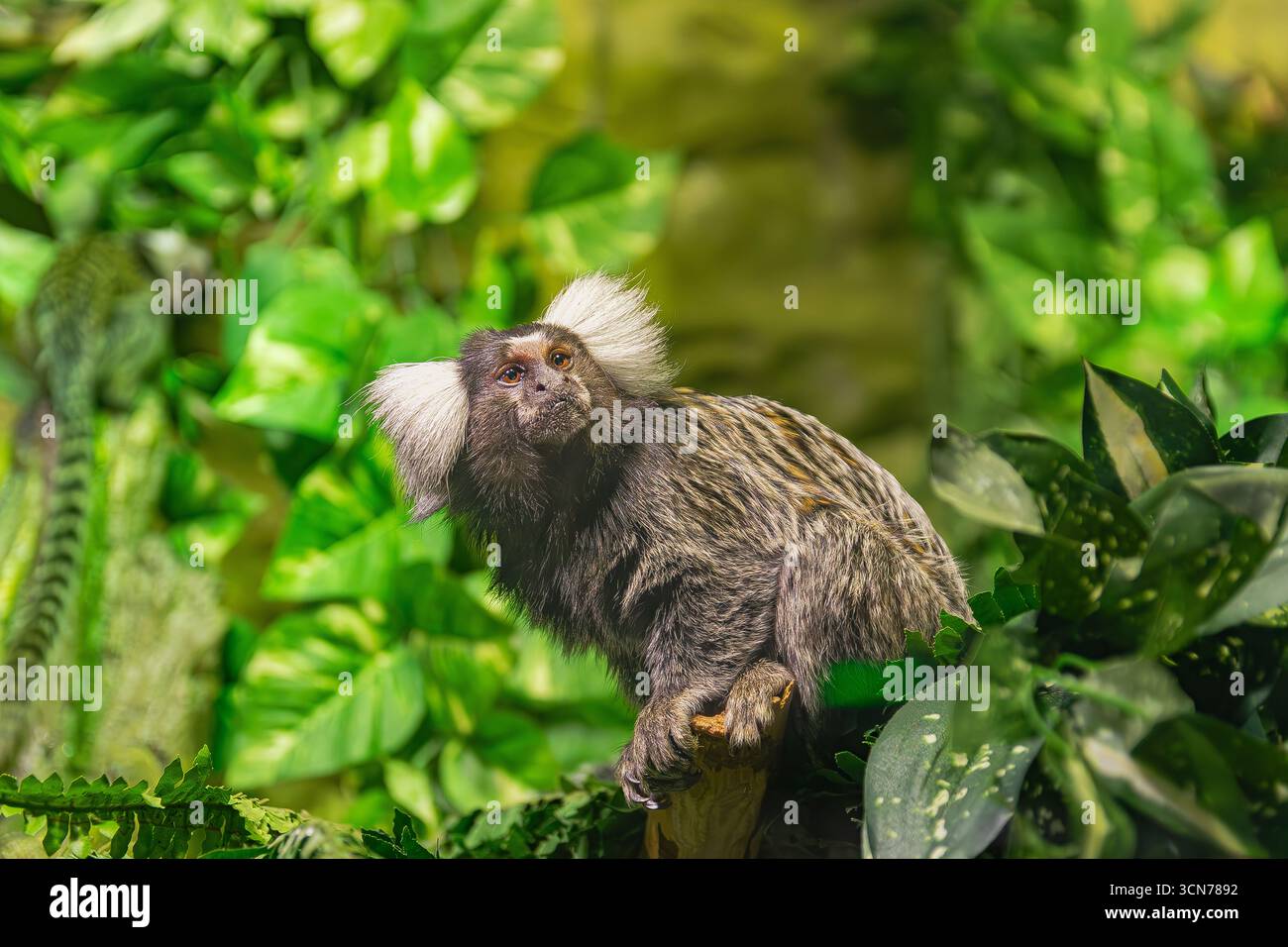 Gemeine Murmeltiere (Callithrix jacchus), umgeben von grüner Vegetation Stockfoto