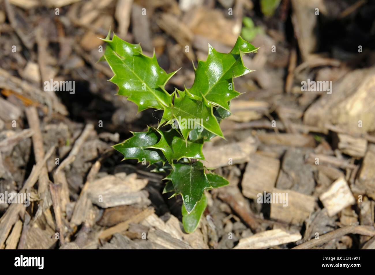 Junger stechpalme-Setzling (Ilex aquifolium) mit glänzenden Stachelblättern, die in Gartenmulch wachsen. Stockfoto