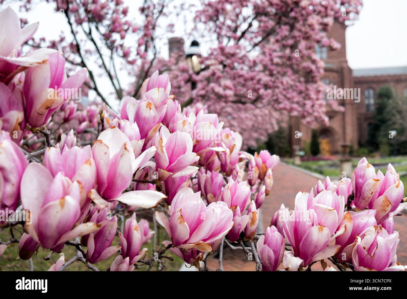 Untertasse Magnolias Enid A Haupt Garden Washington DC Vereinigte Staaten // WASHINGTON DC — Untertasse Magnolias (Magnolia x soulangeana) blühen im Enid A. Haupt Garden, der sich vor dem Smithsonian Castle befindet. Dieser Garten im viktorianischen Stil bietet einen formellen Rahmen für diese ornamentalen blühenden Bäume. Die Magnolien tragen zur Frühjahrspalette des Gartens bei und ergänzen die sorgfältig gepflegte Landschaftsgestaltung. Der Enid A. Haupt Garden ist Teil des Komplexes der Smithsonian Institution in Washington D.C. Stockfoto